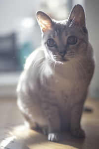 Close-up portrait of cat sitting