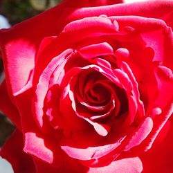 Close-up of red rose