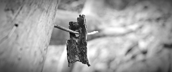 Close-up of rusty metal hanging on wood against wall