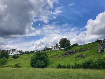 Panoramic shot of trees on field against sky