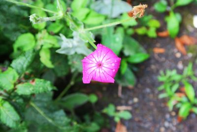 Close-up of pink flower