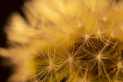 Close-up of dandelion flower