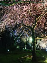 Trees in park at night