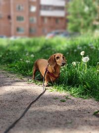 Dog standing on footpath