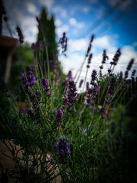 Close-up of lavender flowers against sky