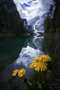 Yellow flowers with reflections in the water at lake braies in the dolomites, near cortina d'ampezzo