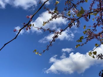 Low angle view of cherry blossom against sky