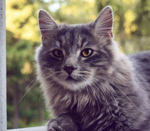 Close-up portrait of cat