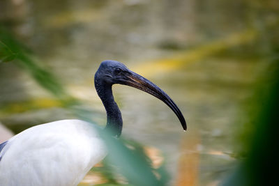 Close-up of a bird against blurred background