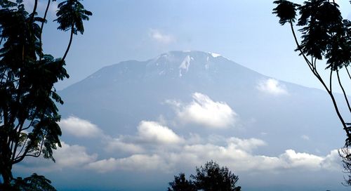 Low angle view of silhouette trees against sky