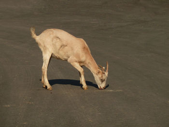 Goat standing on the road finding food