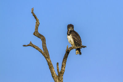 Low angle view of eagle perching on branch against blue sky