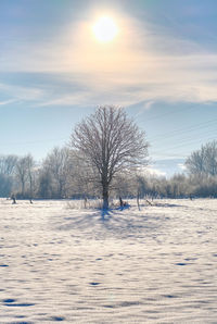 Bare trees on snow covered field against sky 