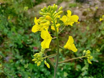 Close-up of yellow flowers on plant