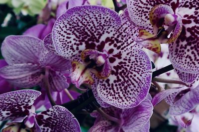 Close-up of purple flowering plant