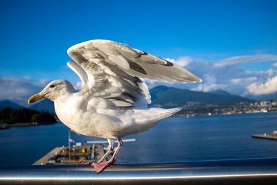 Seagull by sea against sky