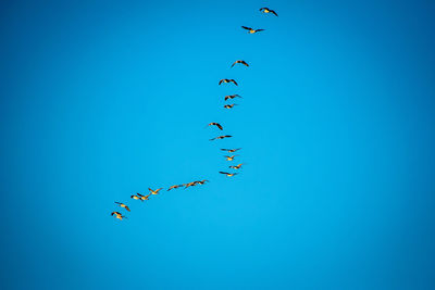 Low angle view of birds flying in clear blue sky