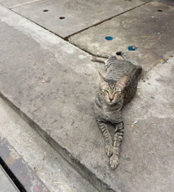 High angle view of cat on footpath