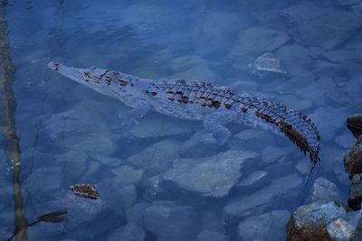 High angle view of fishes swimming in sea