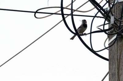 Low angle view of bird perching on cable