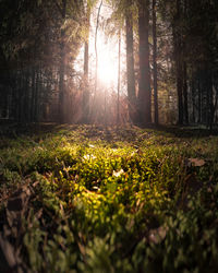 Surface level of trees in forest