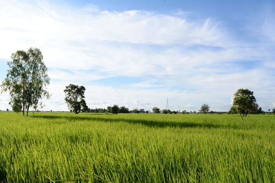 Scenic view of wheat field against sky