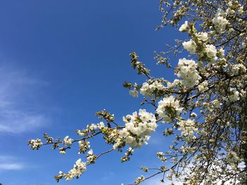 Close-up high section of flower tree against blue sky