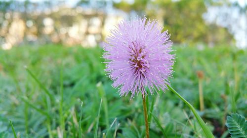 Close-up of purple thistle blooming on field