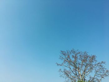 Low angle view of bare tree against clear blue sky