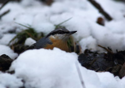 Close-up of bird perching on snow covered land