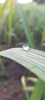 Close-up of water drop on grass