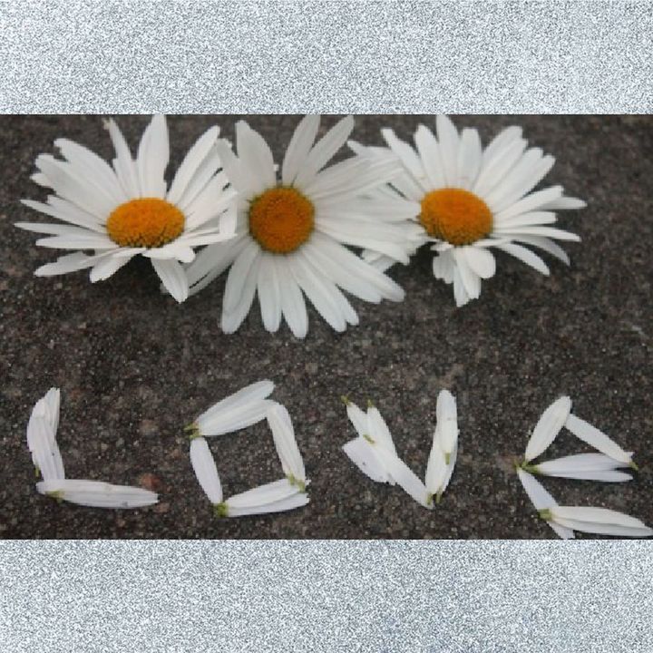 flower, high angle view, white color, petal, indoors, fragility, flower head, white, freshness, close-up, yellow, creativity, directly above, art, no people, day, art and craft, still life, table, arrangement