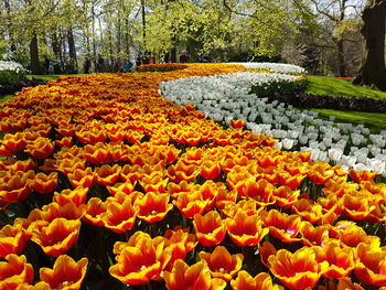 Orange flowers blooming on tree