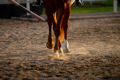 Low section of woman riding horse on field