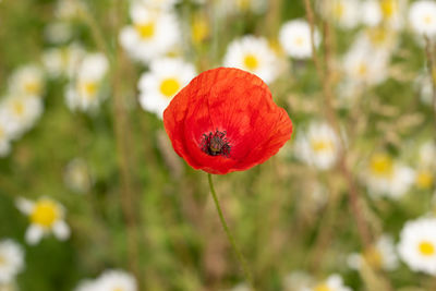 Close-up of red poppy flower