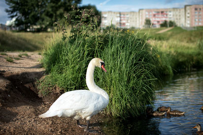 Swans swimming in lake