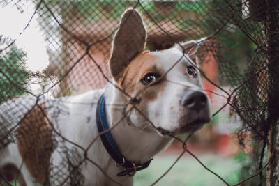 Close-up portrait of dog looking through fence