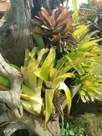 High angle view of succulent plant