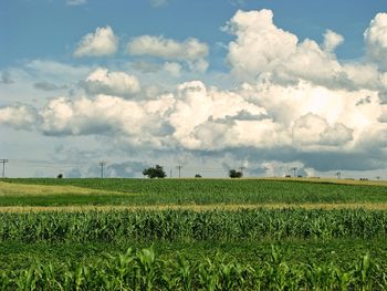 Scenic view of agricultural field against sky