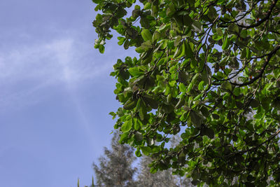 Low angle view of tree against sky