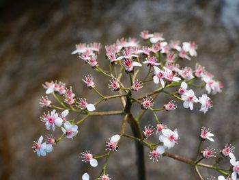 Close-up of pink flowers