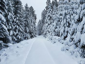 Snow covered land and trees against sky