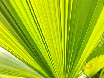 Close-up of palm leaf