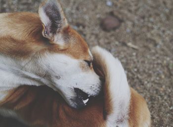 High angle view of dog relaxing on floor