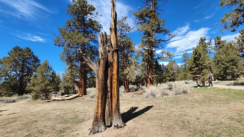 Wide shot of a dead pine surrounded by living pines with a cloudy sky.