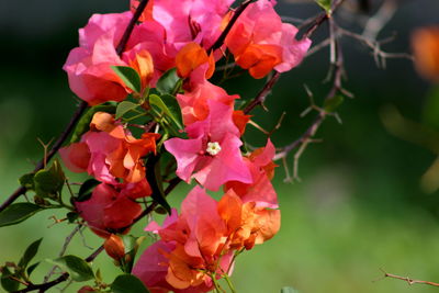 Close-up of bougainvillea blooming outdoors