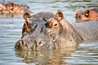 Close-up of elephant in water