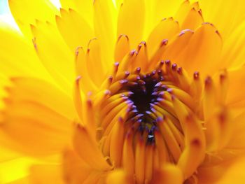 Close-up of yellow flowering plant