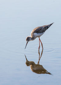 View of birds in water