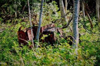 Plants in forest
